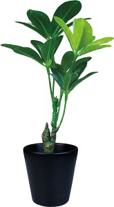 P[ACWp CeAO[ G}  ϗtA Vt W14×D13×H26cm (Mtg{bNX) TS