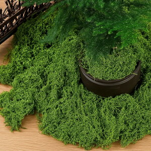 ZTFT tFCNX 250g tFCNO[ ~j {̂悤Ȏ ϋv lH DIY Ntg  z͌^ ّ ƒp