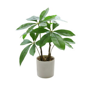 Zhejia tFCNO[ lHϗtA ϗtA ϗt y2025VopL K̖؁z31cm   CeA    A ItBX A A   K̖