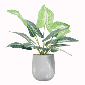 Vixplorn ϗtA tFCNO[ ̗t 40cm lHϗtA t ̗t A  CeA  Vzj a v[g