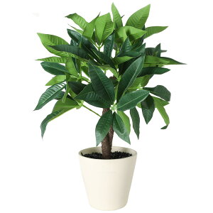 Vixplorn ϗtA tFCNO[ pL K̖ 40cm lHϗtA t A  CeA  Vzj a v[g