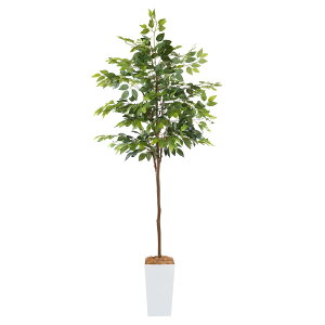 Botanical life+ tFCNO[ ϗtA G} ^ L R KW} 210cm KV[Y