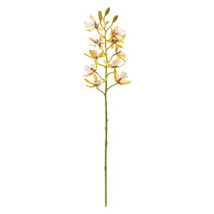 (Tokyodo)  }iI[Lbh CG[zCg Ԍa4.5`5×L39×W10cm 1 FM001219-004