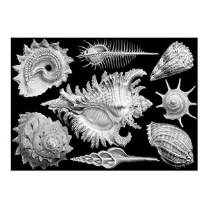 �� �N���E�h�x���[�Y �� �V�F���Y�y���{���㗝�X�z| 12�΂���99�� | �A�[�g | �p�Y�� | �G�� | �m�� | ���� | �V�� | �w�� | ���������� | �I�ׂ郉�b�s���O | �M�t�g | CLOUDBERRIES | SHELLS | cb004