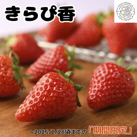 贈答用 きらぴ香 いちご 260g × 1パック 静岡県産 イチゴ ギフト 苺 贈り物 贈答用 バレンタイン ホワイトデー フルーツ 果物 くだもの フルーツギフト フルーツワールド
