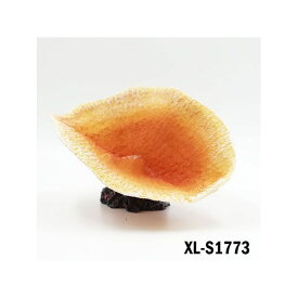 アルファテック XL-S1773 サンゴ平/オレンジ（小） 水槽 ケージ 飼育ケース インテリア オーナメント アクセサリー オブジェ オーナメント ジオラマ レイアウト 装飾 置物 観賞魚 爬虫類 熱帯魚 XL-S1773 ALFA TEC アクアリ…