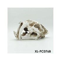 楽天市場】魚 化石の通販