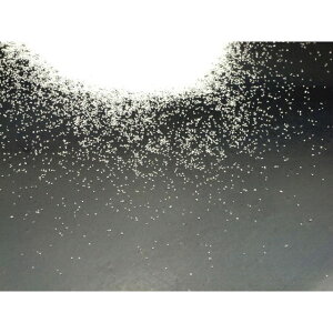 HOZAN SG-116 ������1.5KG�i��80�ESG-106�p�j SG-116 �z�[�U�� �����e�i���X�O�b�Y