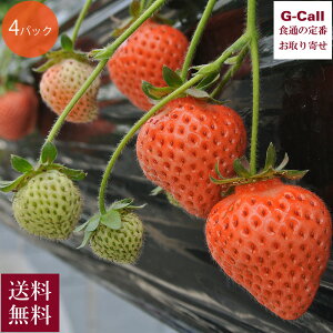 錧gcY cƂ̂ƂƂ 270g 4pbN 12{4{܂ŏo ws  C`S  Mtg  t[c ʕ 嗱 YҒ