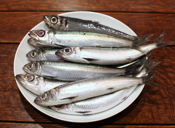 楽天市場 一本釣りうるめいわし 鮮魚 10 15匹 高知 宇佐もん工房 鰯 イワシ G Call 食通の定番 お取り寄せ