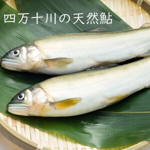 四万十ドラマ 四万十川の天然鮎 冷凍 300g 4〜6匹 北海道・沖縄送料別 高知 川魚 アユ 鮎 四万十川 天然 魚 新鮮 産地直送