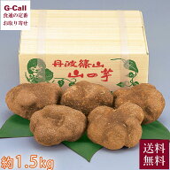 JA丹波ささやま 丹波篠山 山の芋 約1.5kg 優品 指定日不可 送料無料 やまのいも ヤマノイモ とろろ 野菜 …