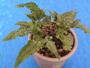 [IR[V_]@Jir̔[ (藧)tC^~LiEԖ؁ER쑐EEAEV_