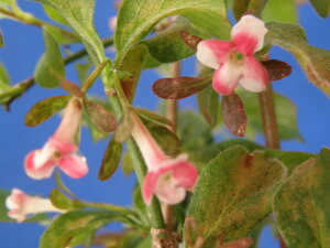 cNolEcM@c(20cmO)@iEԖ؁ER쑐TCYőς܂