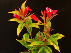 (W΁`)Zԉ ^jEcM [[[W]@@}ŏciEԖ؁ER쑐