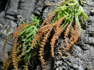  4X֗p 쐶@EN@ϊ.^.포c@o5𒿕iER쑐