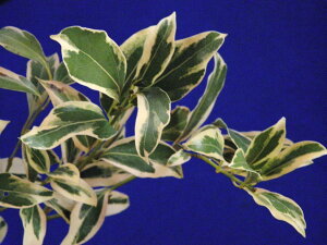  ujbPC ()֏(25`30Z`)ciEԖ؁ER쑐