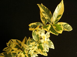 N`iV[ ] `ց@(20Z`O.eL tC^~L)c@iEԖ؁ER쑐TCYőς܂