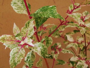  TLVLu[X(VWTL)]U@V g@ tC^~`t. ciEԖ؁ER쑐