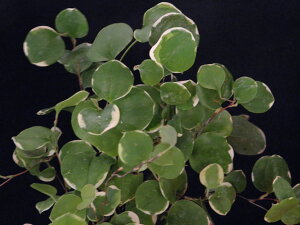 TgCo@(^p)t. (藧)ciEԖ؁ER쑐