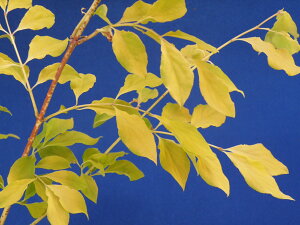 斑入 ツリバナ 黄金葉 接小苗 珍品・花木・山野草