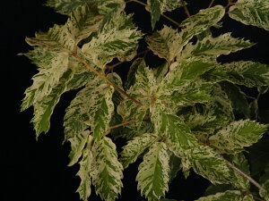 Ri[ʔT]@.`.(Ĉȍ~)U ڏ(20`30cmO)ciEԖ؁ER쑐