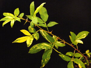 斑入(黄〜白.黄掃込) 冬ザンショウ 小苗・山椒・珍品・花木・山野草