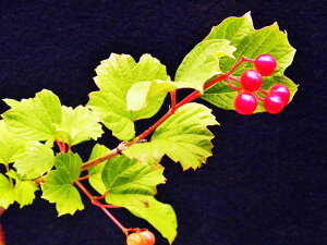 斑入(黄金葉) カンボク  小苗珍品・花木・山野草