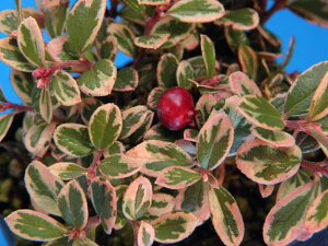  RP@ց@藧iEԖ؁ER쑐