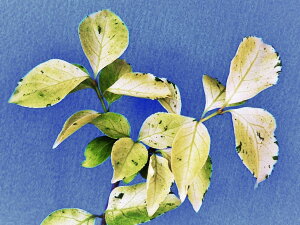  coi ()OL`(Â)ڏ(15~20Z`)@@iEԖ؁ER쑐