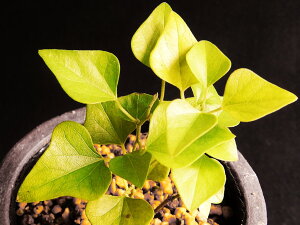  (t) AImcdtW@R6N}؁@c@@iEԖ؁ER쑐