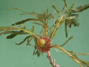 JV [򗳃KV] ׃tM Et ڒ(30~35Z`)c iEԖ؁ER쑐