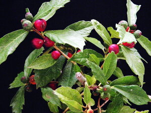 At Ckr(Y)@ .(10`15Z`1{)c@iEԖ؁ER쑐