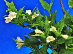 ツクバネウツギ 八房.寸梢 小苗(葉イタミ有)珍品・花木・山野草