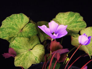 ^b^@U (zN}^Cv)@(3~4)c@ i R쑐 A h 