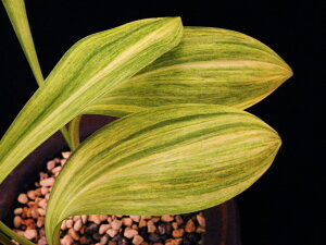 斑入 行者ニンニク 黄.紺〜白(黄)散(縞)休眠.小上芽苗 珍品・花木・山野草