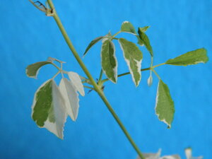  APr ᔒO.. [ ]@(20Z`O)ciEԖ؁ER쑐