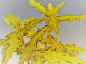 AU~[ ]n΃S}U c(tC^~L)iEԖ؁ER쑐