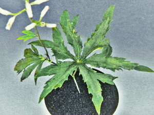 I uKT[ y] mO@c(tC^~L,ߕ xcƂȂꍇ܂)iEԖ؁ER쑐