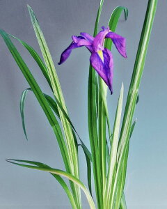 (U)@ԃVEu@@cEҊEiEԖ؁ER쑐