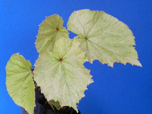 VEJChE@`(XɈÂ݂܂)@x. (J)zɂĉẴsNԎłm|cy߂܂BiEԖ؁ER쑐