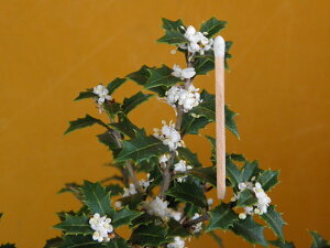 F PqCM[ P(Ђ)](^.[)}ŏc