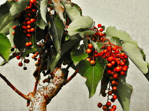 [˃CCM(V)]@،ڒc TCYőς܂