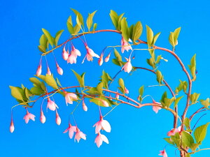 GSmL[ԃV_G] x. c@@iEԖ؁ER쑐