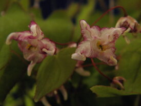 イカリ草 [都] かかえ咲 白弁紅糸覆輪花株分け中(開花～終了)苗