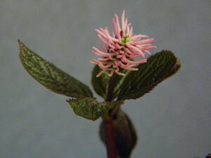 l[ng] (ԉ) x ()ci R쑐 A h 