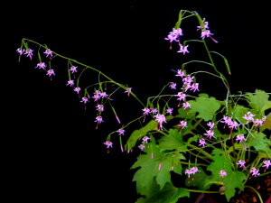 草ヤツデ(吉野草) 桃花(青軸系) 葉イタミ〜休眠. 中芽苗珍品・花木・山野草・お茶花