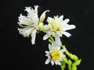 Vi[ω](|ω)@x(n㕔)ciEԖ؁ER쑐