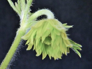 青軸.素心花 八重咲 日本オキナ草 良苗珍品・花木・山野草