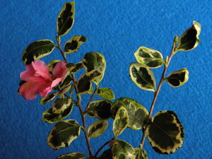  TUJ@[ւ̔]@O֏c@EiEԖ؁ER쑐